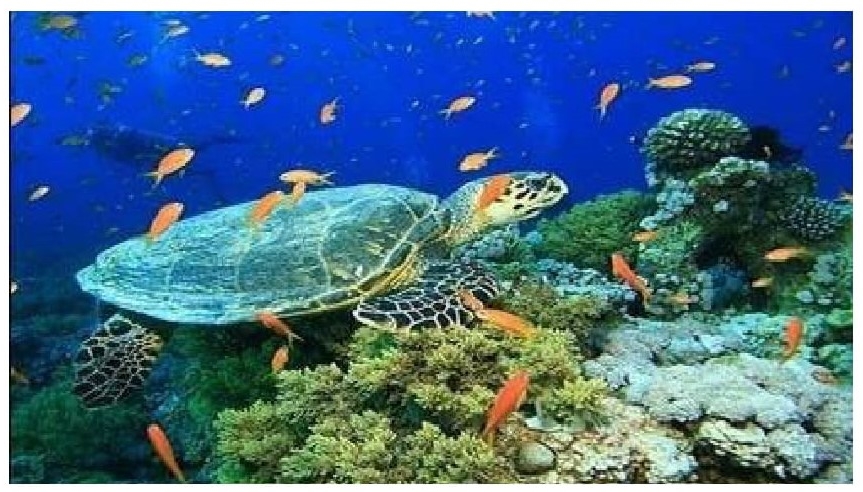 Olive ridley Turtle, corals 